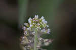 Field pepperweed